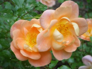 Roses from Ava's Garden