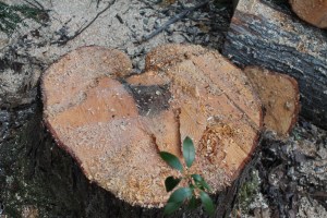 Heart of Tree