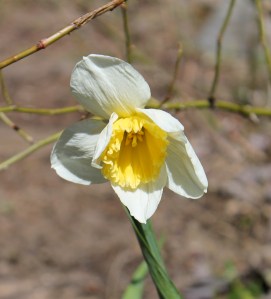 Bloom even when there are thorns at your back.