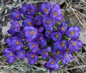 A cluster of spring beauty