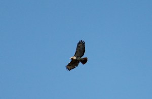 Hawk, show me my path 