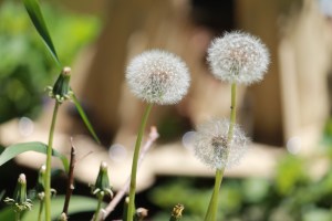 Every flower has a fairy tending its bloom