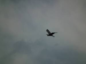flying great blue heron
