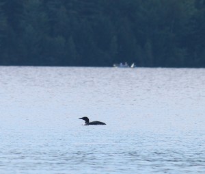 common loon