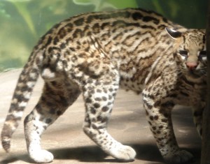 Wild cat