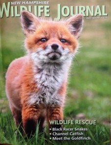 The fox that came in the mail