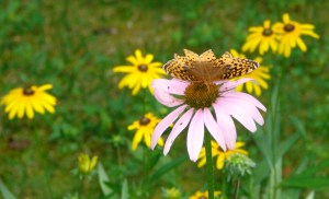 A Butterfly from Another Day