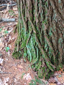 Spring Green on Pine