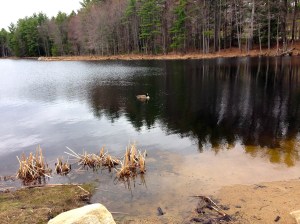 Canada goose on pond