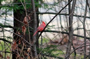 The male cardinal 