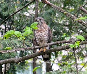 Master of the Elements