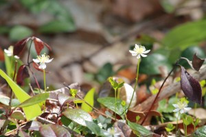 Life Being and Becoming