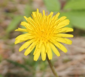 Common weed or miracle?