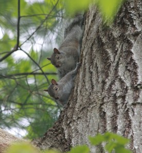 Caught in the act of...