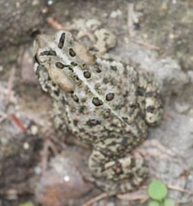 Found by a (wishing) well