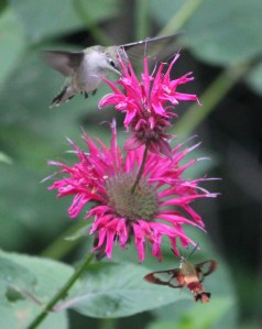 Joy is Sharing, but not Invasive