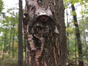 The Silent Eye Always Watches