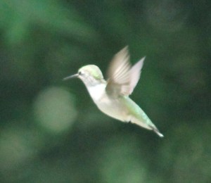 A living embodiment of the resilience, and a reminder that joy is the nectar of life.