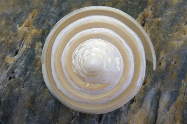 A white spiral shell