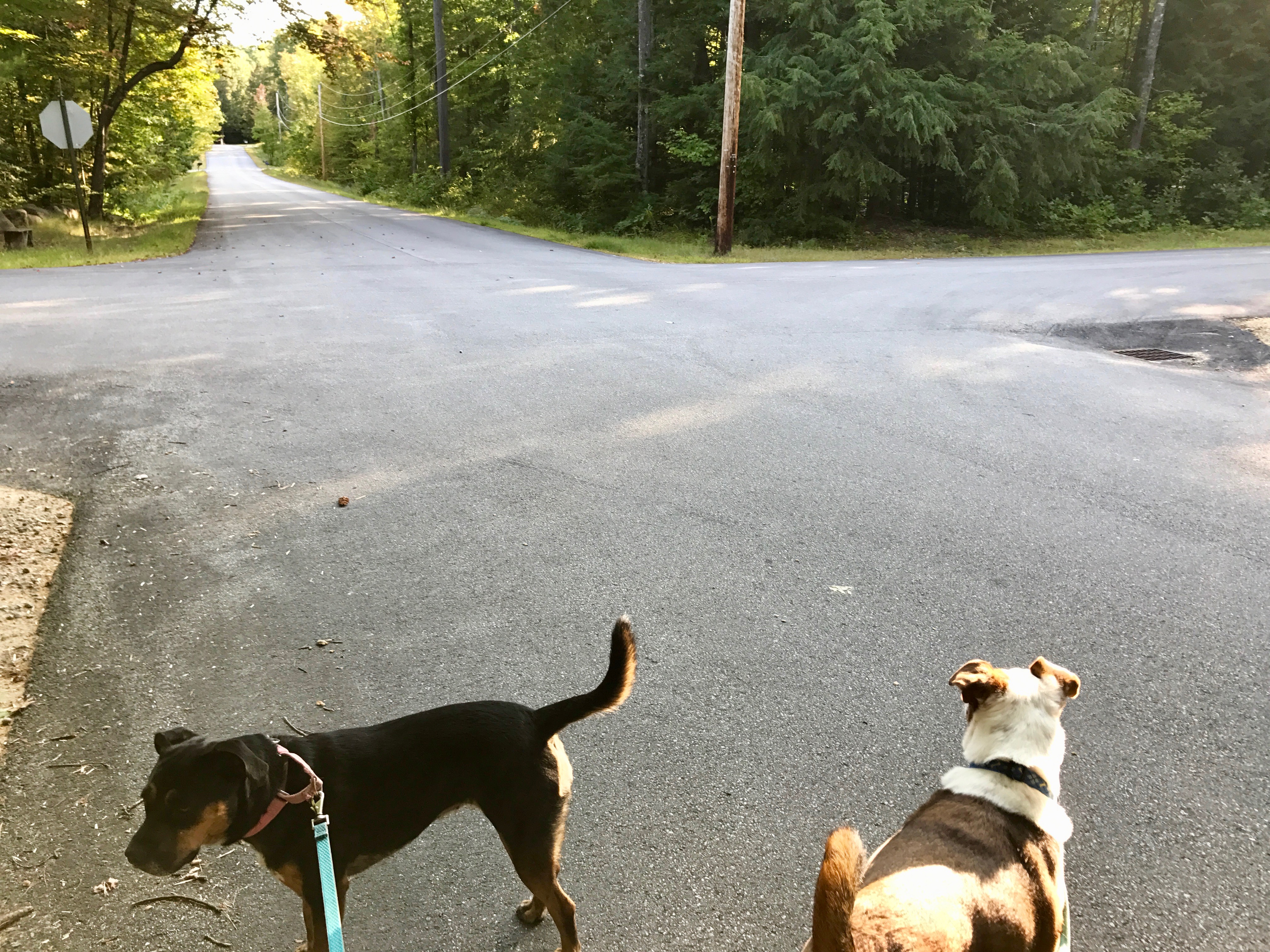 Dogs walking