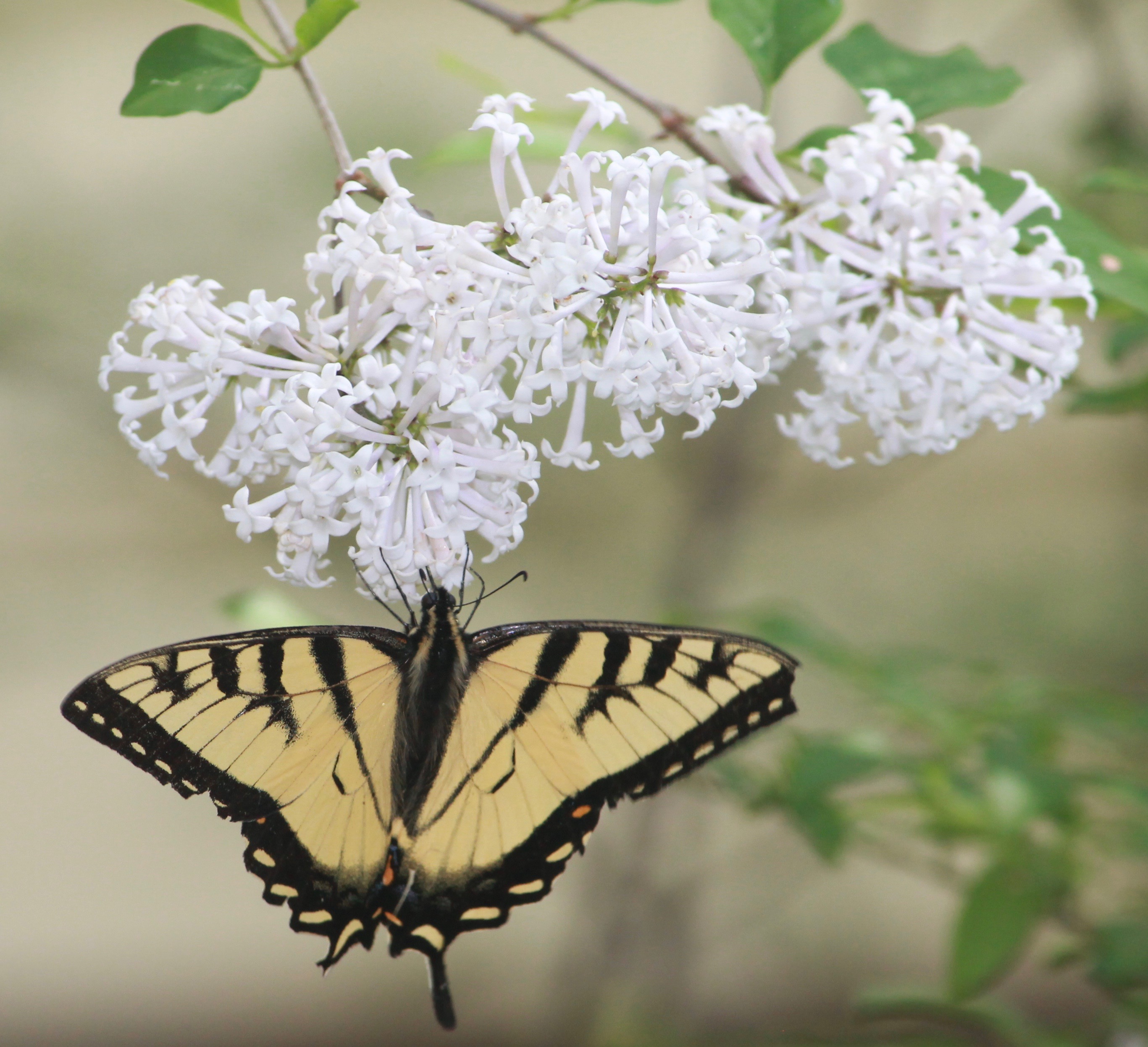 swallowtail butterfly on white lilac