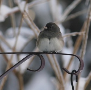 Junco on plant hanger