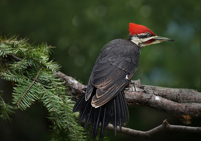 pileated-woodpecker-3537684_1920