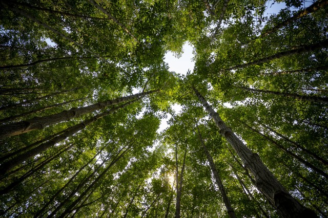 thailand-4737831_1920